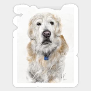 Pondering Golden Retriever Sticker